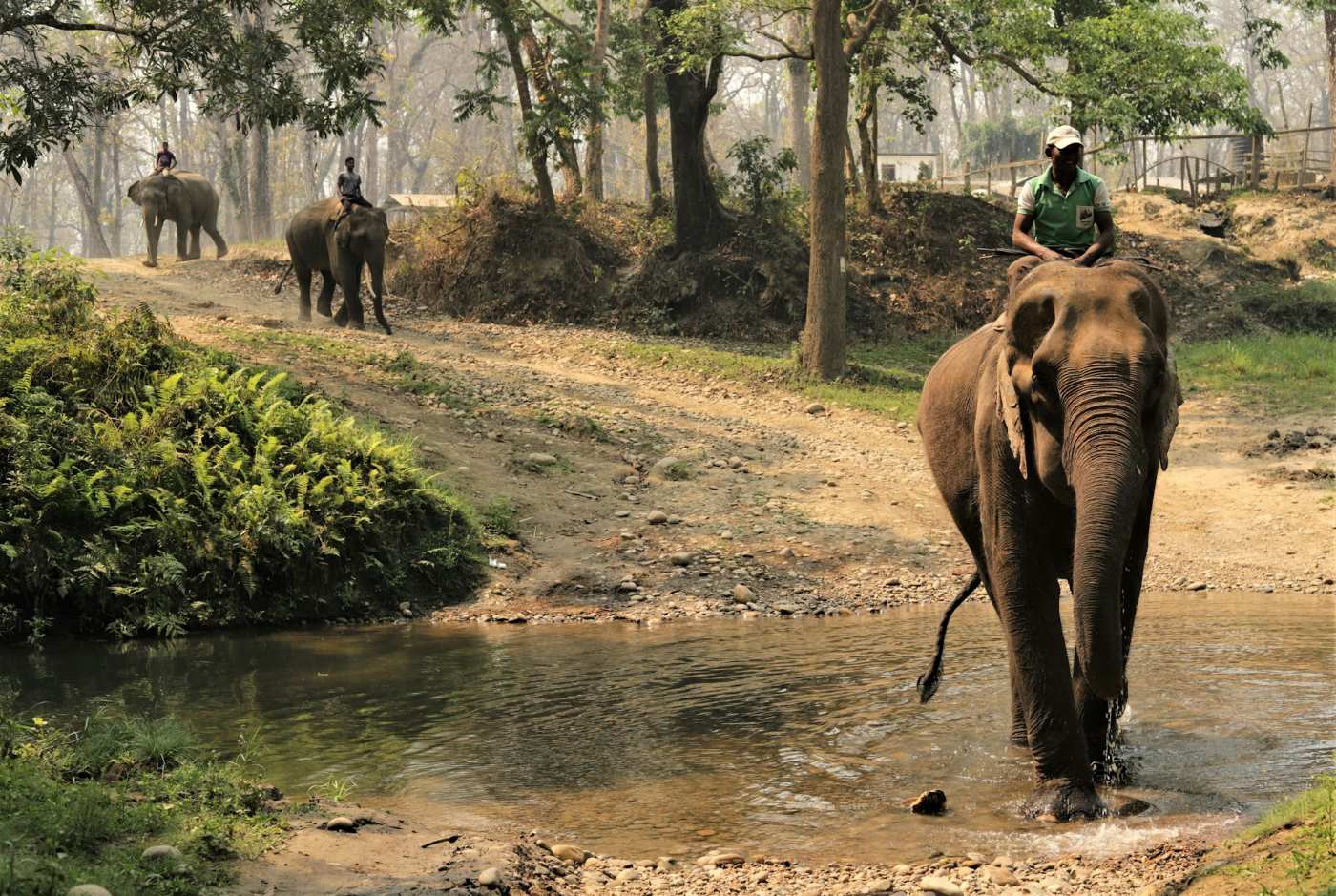 Jungle Safari